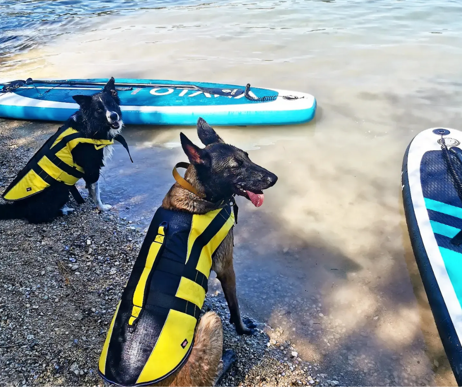 Cani VTT - Trottinette - Paddle (6)