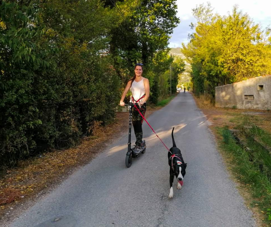 Cani VTT - Trottinette - Paddle