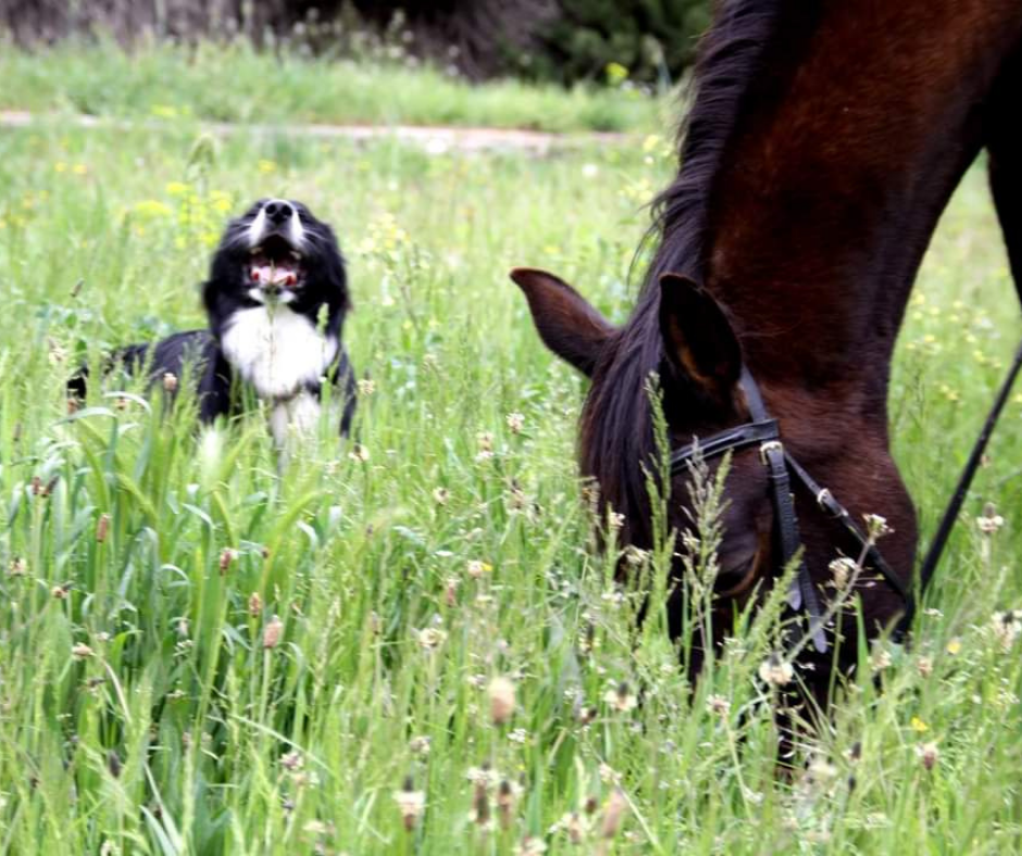 Cours en milieu équestre (3)
