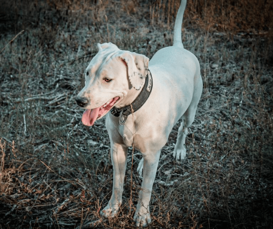 Cours individuel à domicile - Constance Conscience Canine