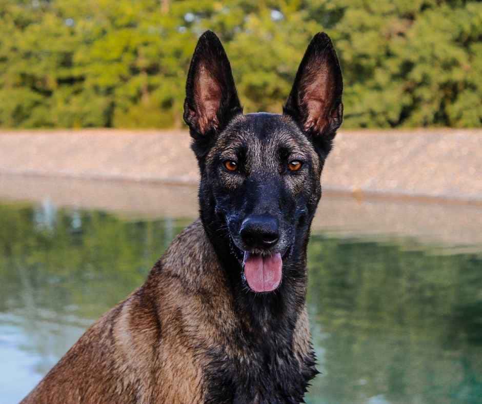 Divers Constance Conscience Canine (19)